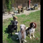 Pension canine chiens côté cour