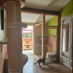 Pension féline salle intérieure