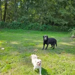 Pension canine chiens en promenade
