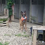 Pension canine chiens jouant dans la cour