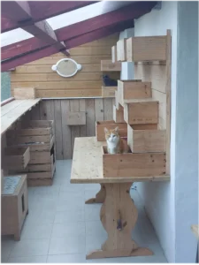 Pension féline côté extérieur