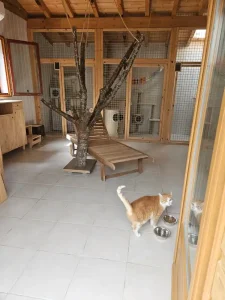 Pension féline box individuels