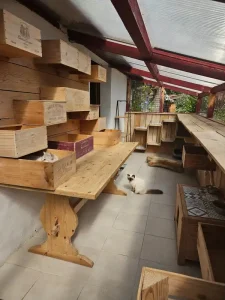 Pension féline véranda