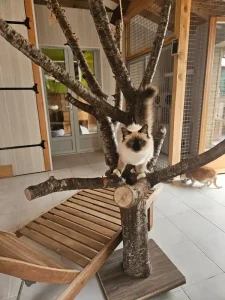 Pension féline aire de jeux intérieur