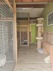 Pension féline box individuels