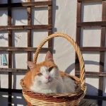 Pension féline chat dans son panier