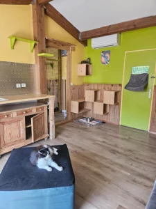 Pension féline Mouguerre salle de repos