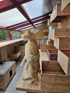 Pension féline chat côté véranda