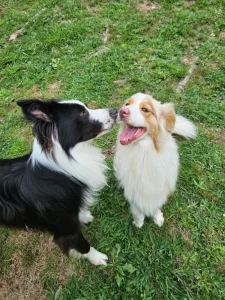 Pension canine chiens dans la cour