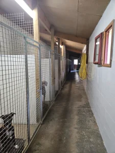 Pension canine box côté intérieur