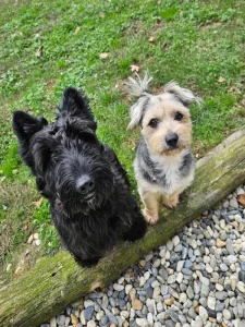 Pension canine Mouguerre chiens