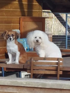 Pension canine chiens